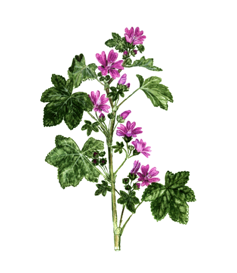 La fleur de mauve - Ingrédient Niwa Tea