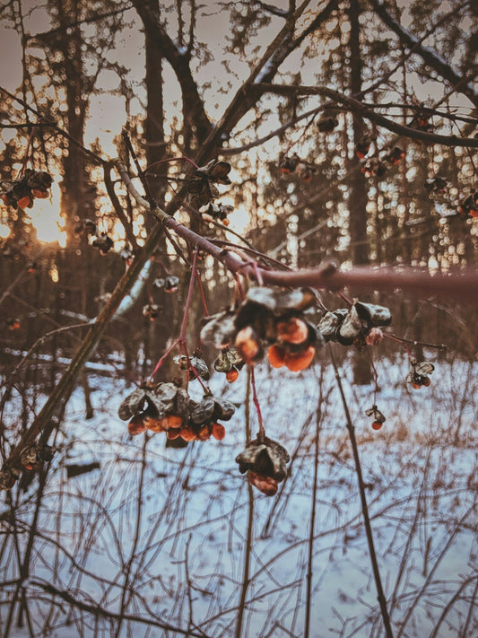 Fêter Yule avec Niwa Tea - Thés et infusions - Niwa Tea