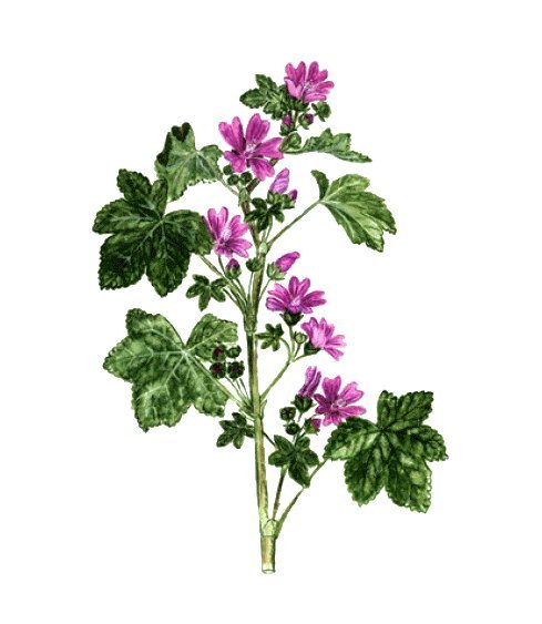 La fleur de mauve - Ingrédient Niwa Tea - Niwa Tea