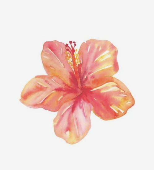 Les vertus de l'hibiscus - Ingrédient naturel - Niwa Tea - Niwa Tea